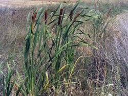 Typha domingensis Habitus CampodeCalatrava.jpg