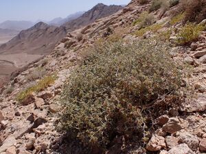Gymnocarpos decandrus kz05.jpg