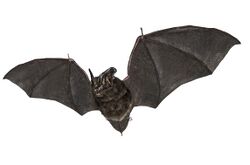 Murciélago de bosque canario