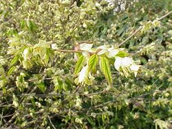 Corylopsis pauciflora0.jpg