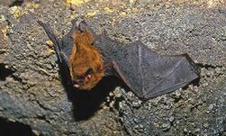Pipistrelle de Madère (Pipistrellus maderensis).jpg
