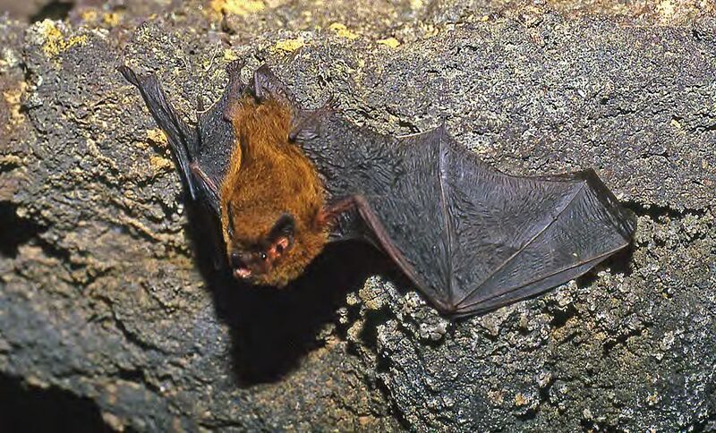 Archivo:Pipistrelle de Madère (Pipistrellus maderensis).jpg