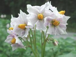 Potato blossom.JPG