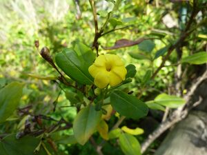 Jasminum odoratissimum (Jardín Botánico Canario Viera y Clavijo).jpg