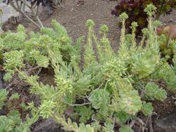 Aeonium castello-paivae.jpg