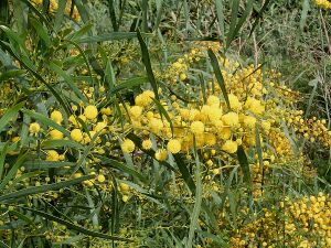 Acacia saligna (San Andrés y Sauces) 06 ies.jpg