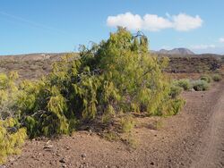 Plocama pendula (habitat).JPG