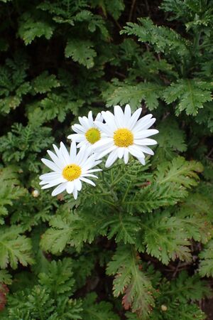 Argyranthemum broussonetii kz1.jpg