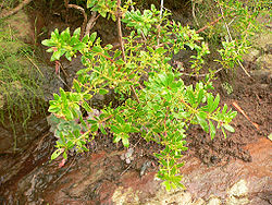 Rubia fruticosa - Tasaigo (Marianne Perdomo).jpg