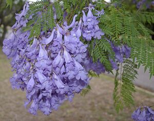 Jacaranda mimosifolia flowers and leaves.jpg