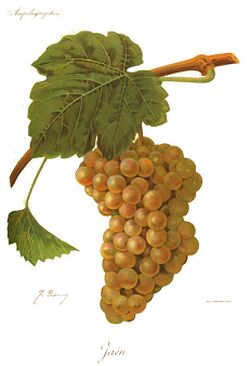 Cayetana blanca Viala Vermorel.jpg