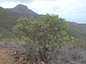 Cneorum pulverulentum (Rutaceae) (4).jpg