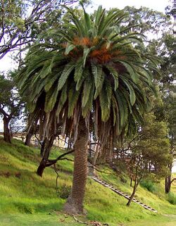Phoenix canariensis.jpg