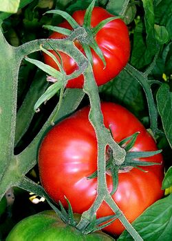 Tomatoes-on-the-bush.jpg