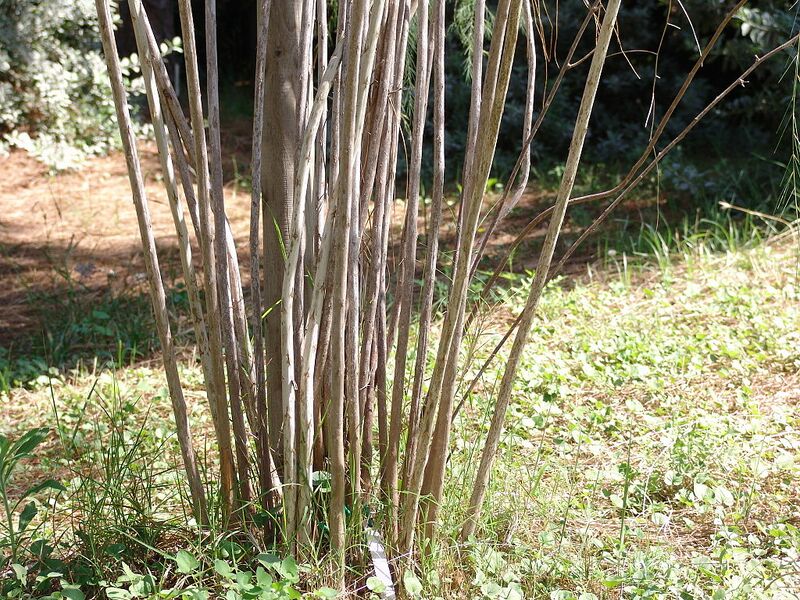 Archivo:Asparagus plocamoides (6).JPG