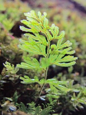 Hymenophyllum tunbrigense 001.jpg