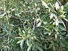 Rhamnus integrifolia.jpg