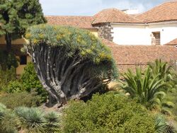 Drago del Seminario de La Laguna, o de Santo Domingo, isla de Tenerife, Canarias, España.jpg