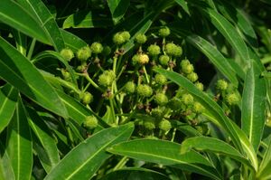 Euphorbia mellifera, Conservatoire botanique national de Brest 02.jpg