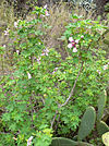 Lavatera acerifolia.jpg